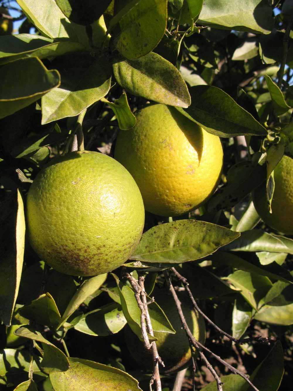               Fruit (Winter Haven, FL)       